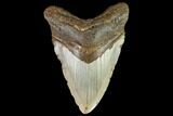 Fossil Megalodon Tooth - North Carolina #109840-1